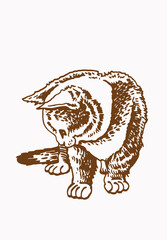 Sepia vector illustration of small kitten, pet