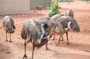 emu birds on farm