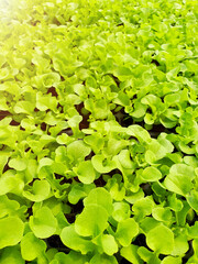 Fototapeta na wymiar Close up of salad vegetable plantation in a green house in an organic farm. Healthy diet lifestyle.