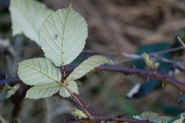Blätter und Ranken mit Dornen eines Brombeer-Gewächs