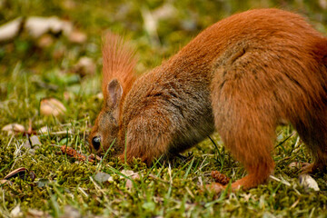 Red squirrel digging hole