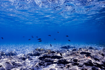 Fototapeta na wymiar Underwater photograph of small fish in clean Greek rocky beach