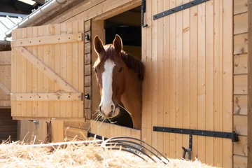 Fotobehang cheval qui mange du foin © Maud