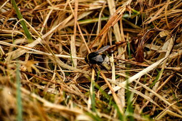 Bumblebee on the grass