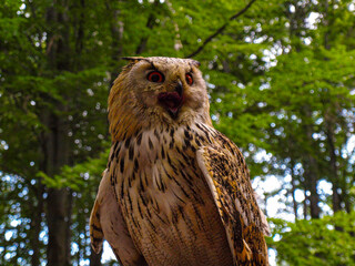 Mighty owl