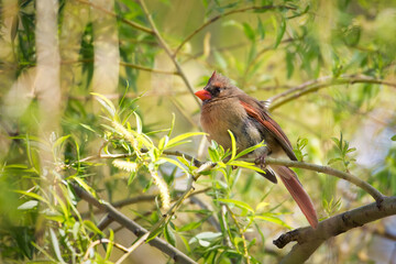 A female Northern Cardinal in its habitat in a trail in Mississauga, Canada