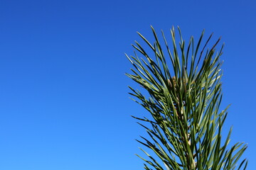 Close up of a single branch from one needle tree. Clear blue sky in the background. Isolated and sunny outside. Spring time. Copy space for extra text. Stockholm, Sweden.