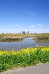 Fototapeta premium 菜の花満開の江戸川土手から見る江戸川風景
