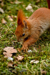 Squirrel in the park