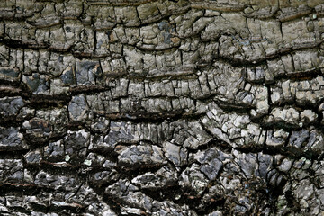 Bark wooden texture background , close up