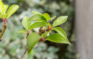 Green and airy leaves
