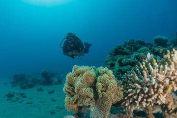Coral reef and water plants in the Red Sea, Eilat Israel
