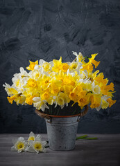 Fresh spring bright yellow daffodils flowers in metal pot on grey background. Copy space.