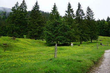 Fototapeta na wymiar Green forest in the Bavarian Alps in Berchtesgaden