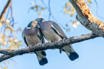 couple of turtledoves on a branch