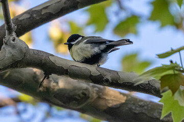 blue tit on a tree