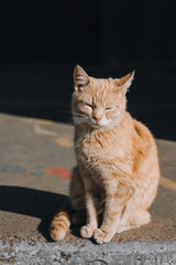 A beautiful red-haired homeless, graceful cat sits on a city road. Portrait of a domestic sleepy animal.