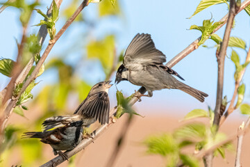 sparrows arguing in a grove