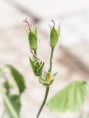 Delicate flowers, creamy view