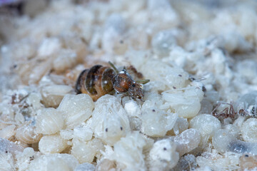 Close up of Queen ant and Red Ant Egg