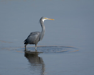 Western reef heron fishing in the shallow waters