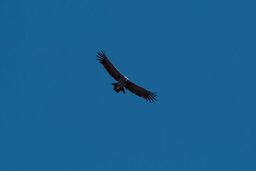 Condor