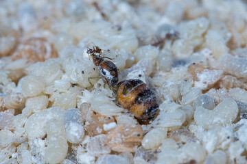 Close up of Queen ant and Red Ant Egg