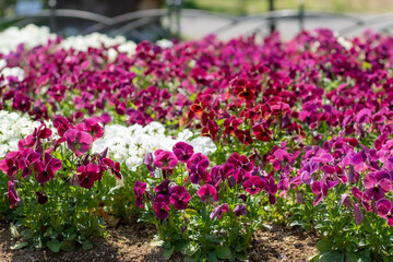 花壇のパンジー