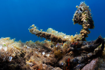 Anchor covered by marine life 