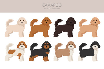 Cavapoo mix breed clipart. Different poses, coat colors set - obrazy, fototapety, plakaty