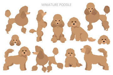 Miniature poodle clipart. Different poses, coat colors set