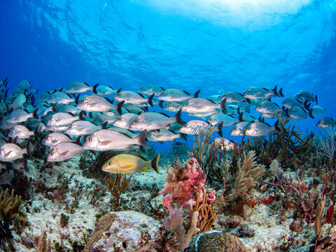 School of Sailor's grunt in a coral reef (Playa del Carmen, Quintana Roo, Yucatan, Mexico)