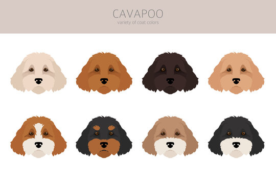 Cavapoo mix breed clipart. Different poses, coat colors set