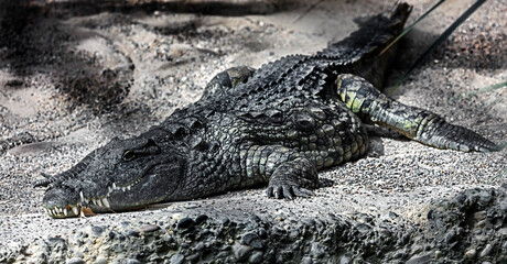 Nile crocodile on the sand in its enclosure. Latin name - Crocodylus niloticus