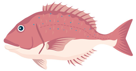 魚／鯛