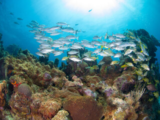 Naklejka na ściany i meble School of Mahogany snapper in a coral reef (Playa del Carmen, Quintana Roo, Yucatan, Mexico)