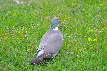 Wood pigeon, turtledove eating grass