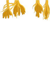 Mature millet ears with white background