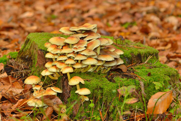 Grünblättriger Schwefelkopf (Hypholoma fasciculare)