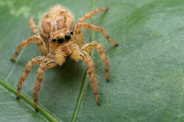 Beautiful full body macro photo of a jumping spider