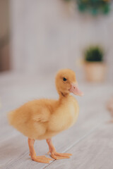 animal, baby, background, beak, bird, chick, cute, duck, duckling, farm, fluffy, funny, isolated, little, nature, newborn, pet, poultry, small, soft, spring, webbed, white, yellow, young