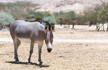 Somali wild donkey (Equus africanus) in nature reserve of the Middle East. This species is...