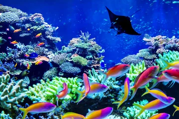 Fotobehang Background of beautiful coral reef that schooling of Anthias living there and Manta ray visited © Chonlasub