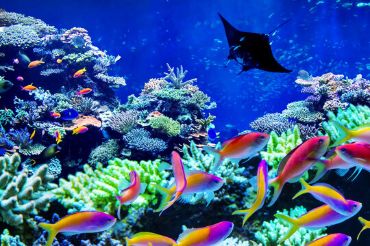 Background of beautiful coral reef that schooling of Anthias living there and Manta ray visited
