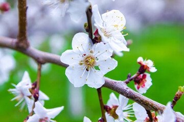 tree blossom, blooming tree, white cherry blossom, blossom in spring