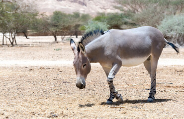 Somali wild donkey (Equus africanus) in nature reserve of the Middle East. This species is extremely rare both in nature and in captivity.