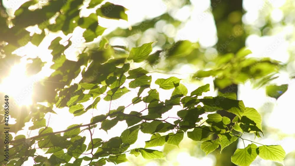 Aufkleber green nature background. rich green leaves of a tree waving in wind. beautiful roundish bokeh. sun s