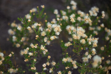 flowers in the grass