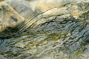 Fresh mountain waters in the spring. Flowing stream.