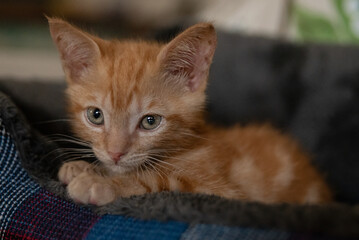Ginger kitten sitting on tartan cushion